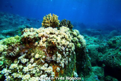 Reef Mauritius ,Soft Corals Pointe Aux Piments Mauritius ... by Jean-Yves Bignoux 